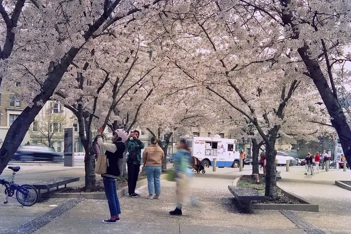 people take picture of Cherry Blossom trees in New York City